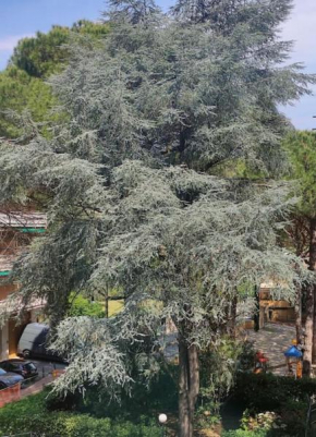 Casa rosa - 3 bdrms - 5 mins walk from the beach